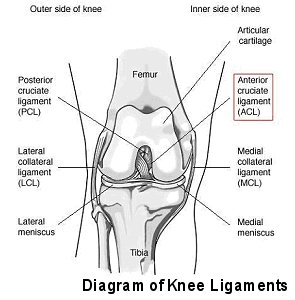 Knee Joint and Ligaments